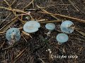 Clitocybe odora-amf454-1